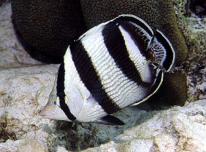 CHAETODON STRIATUS